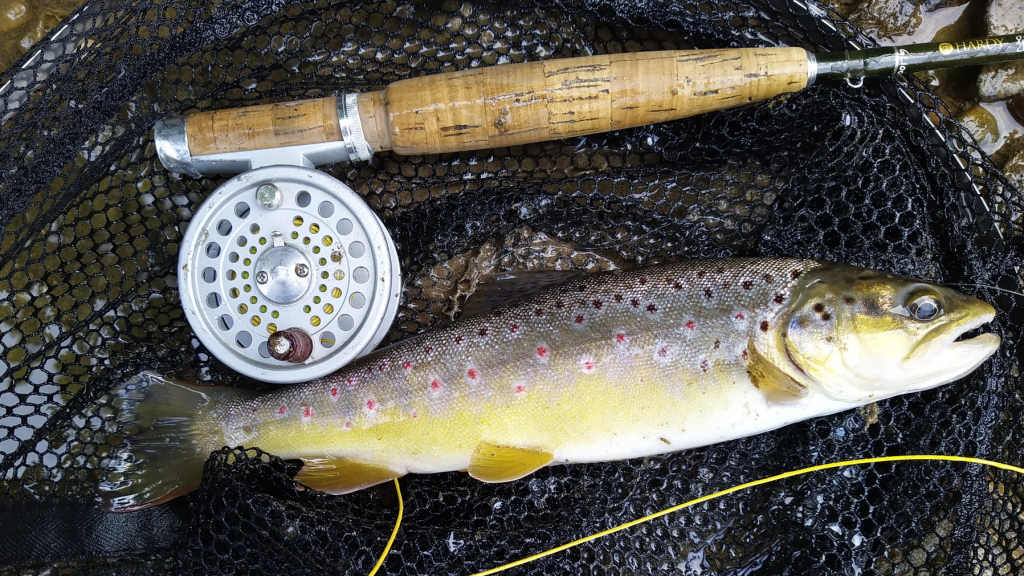 Photo of a perfect wild trout